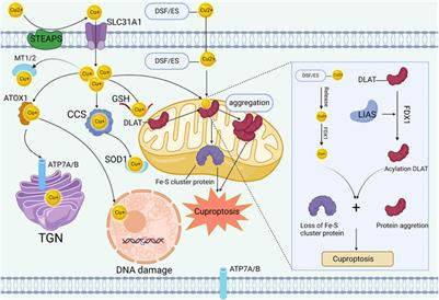 Targeting cuproptosis with nano material: new way to enhancing the efficacy of immunotherapy in colorectal cancer